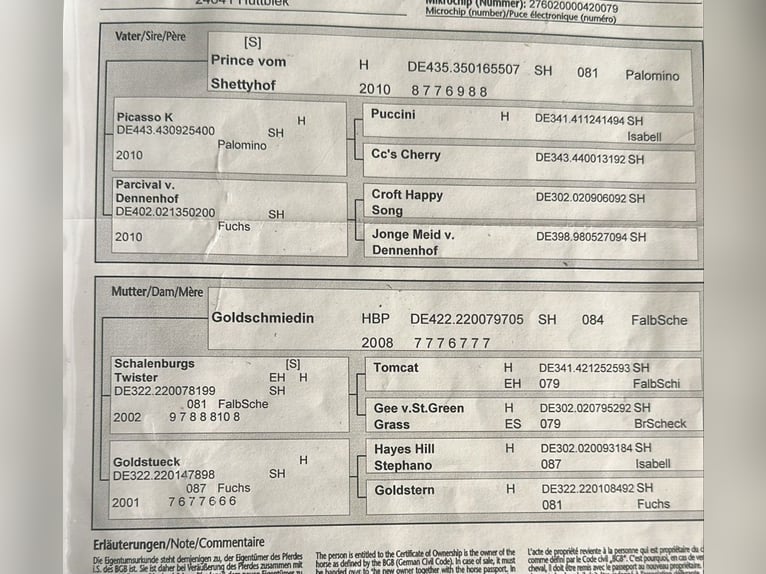 Mini poney Shetland Étalon Alezan dun in Herzebrock-Clarholz