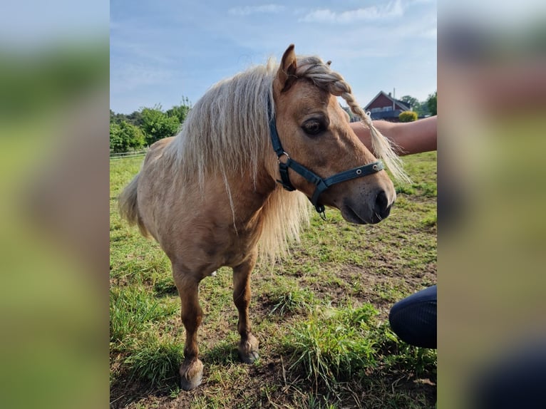 Mini poney Shetland Étalon Alezan dun in Herzebrock-Clarholz