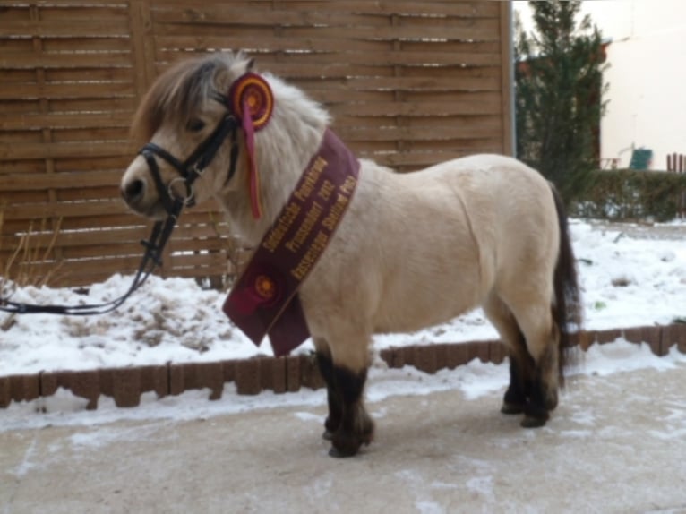 Mini poney Shetland Étalon Buckskin in Königsberg in Bayern
