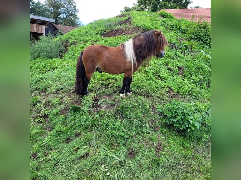Mini poney Shetland Étalon in Walderbach