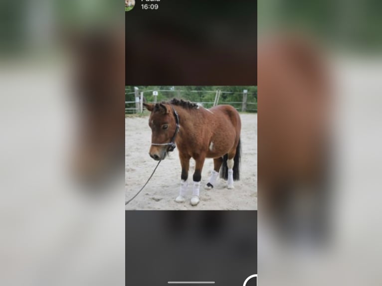 Mini poney Shetland Étalon Pinto in Wangerland Hohenkirchen