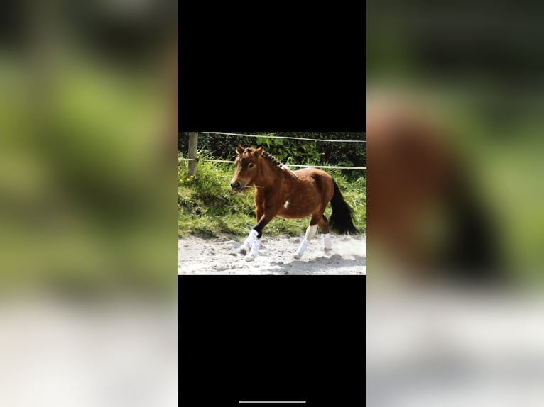 Mini poney Shetland Étalon Pinto in Wangerland Hohenkirchen
