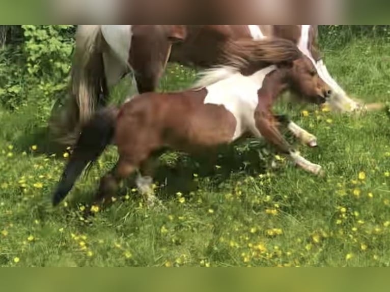 Mini poney Shetland Étalon Pinto in Wangerland Hohenkirchen