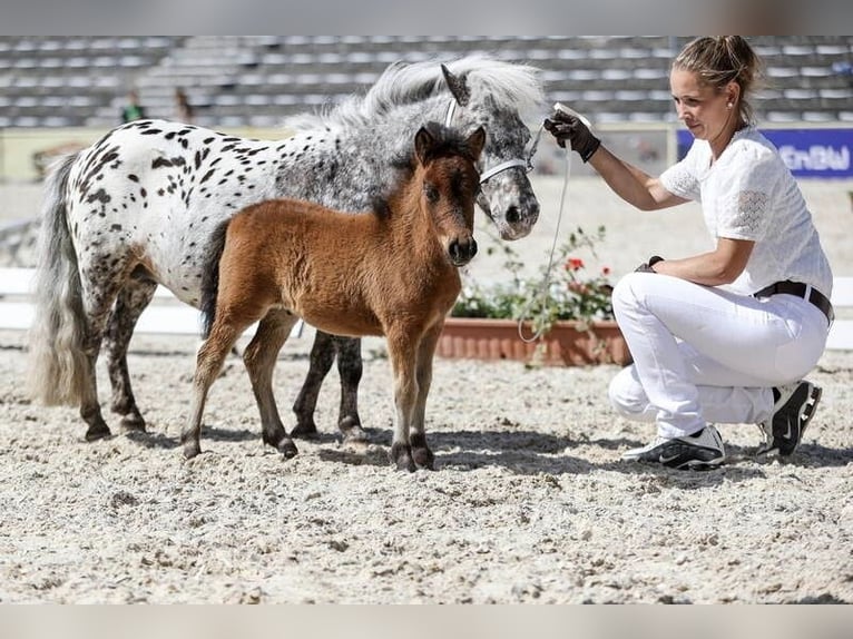 Mini poney Shetland Étalon Poulain (04/2026) 65 cm Bai in Schemmerhofen