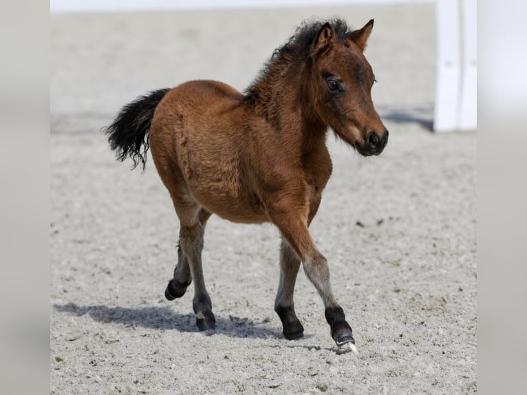 Mini poney Shetland Étalon Poulain (04/2026) 65 cm Bai in Schemmerhofen