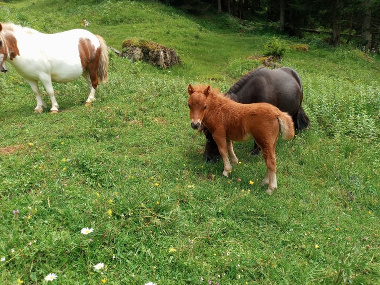 Mini poney Shetland Étalon  75 cm Alezan in Abtenau