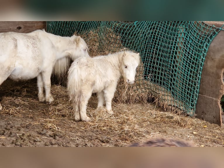 Mini poney Shetland Étalon Poulain (01/2025) 78 cm Palomino in Ahrensburg
