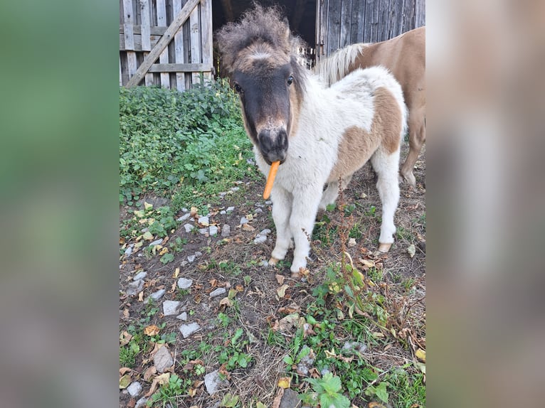 Mini poney Shetland Étalon Poulain (06/2026) 80 cm  in Taxberg