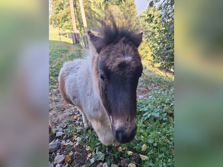 Mini poney Shetland Étalon Poulain (06/2026) 80 cm  in Taxberg