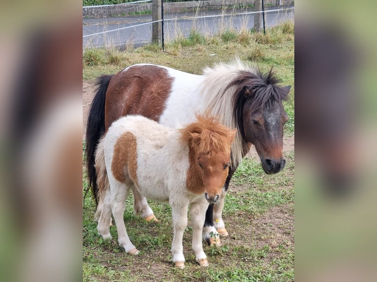 Mini poney Shetland Étalon Poulain (07/2024) 80 cm Pinto in Heringen (Werra)