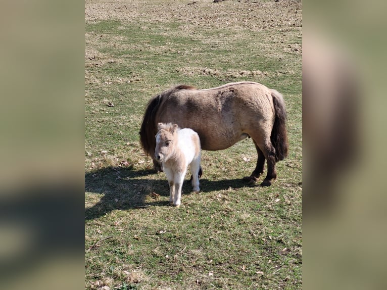 Mini poney Shetland Étalon Poulain (03/2025) 80 cm Pinto in Hasel&#xFC;nne