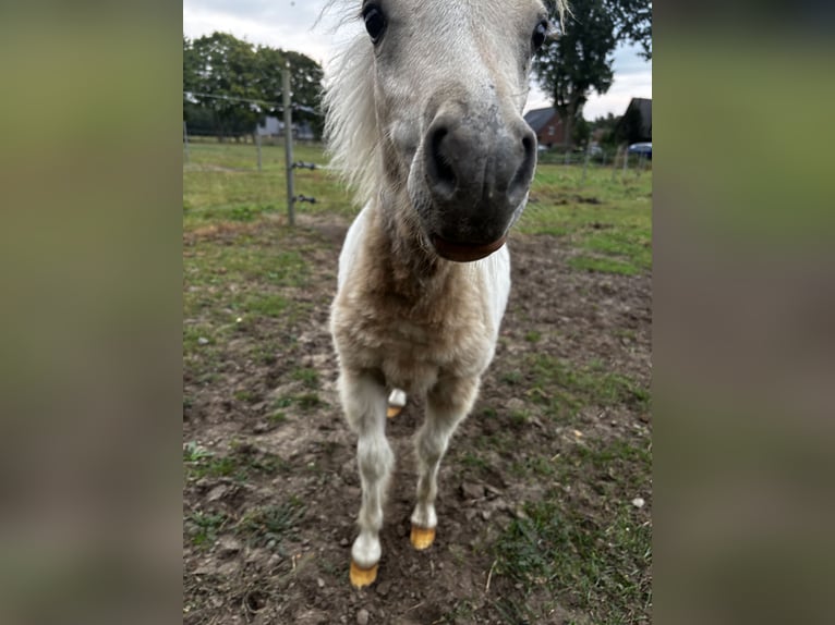 Mini poney Shetland Étalon Poulain (03/2025) 80 cm Pinto in Hasel&#xFC;nne