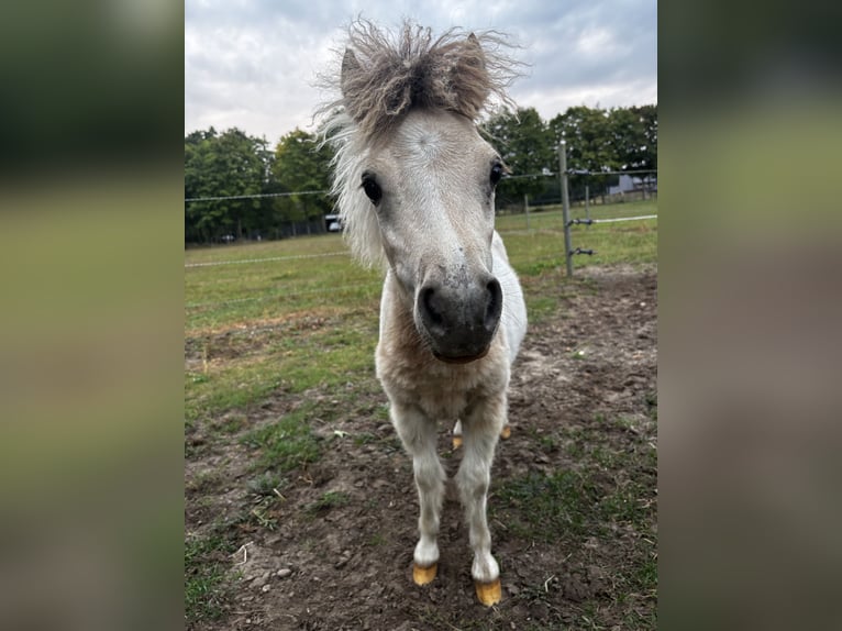 Mini poney Shetland Étalon Poulain (03/2025) 80 cm Pinto in Hasel&#xFC;nne
