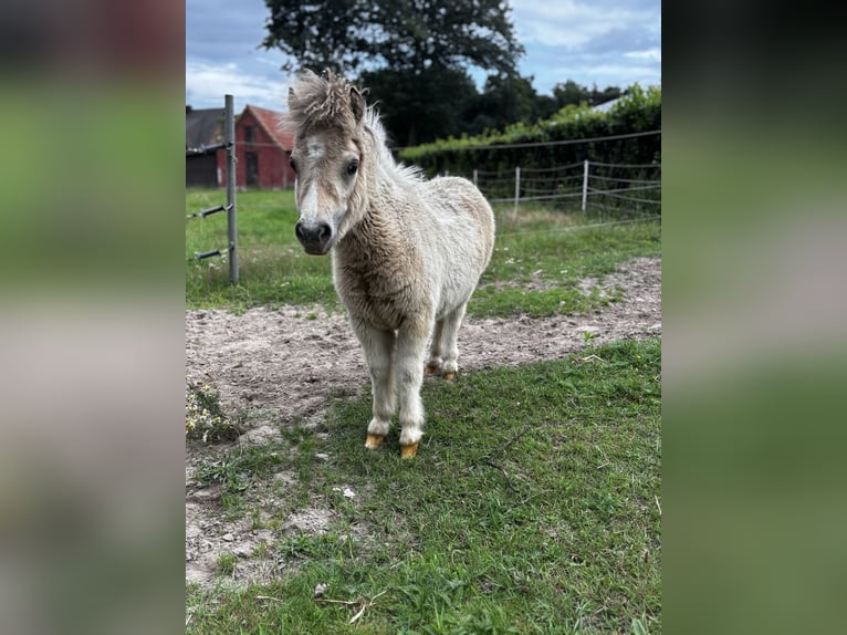 Mini poney Shetland Étalon Poulain (03/2025) 80 cm Pinto in Hasel&#xFC;nne