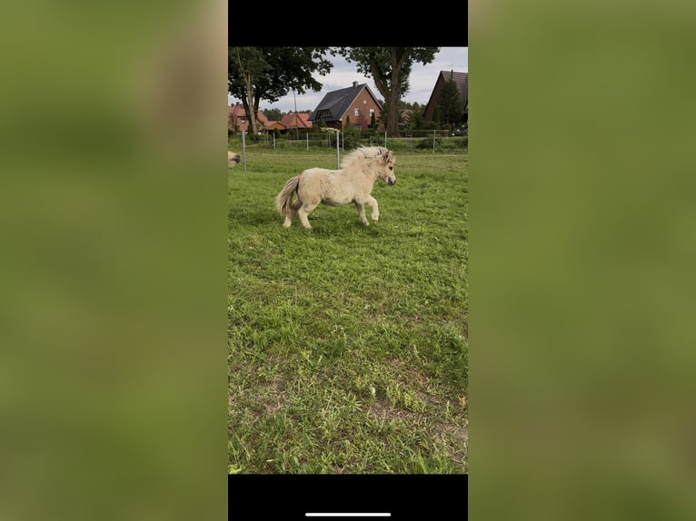 Mini poney Shetland Étalon Poulain (03/2025) 80 cm Pinto in Hasel&#xFC;nne