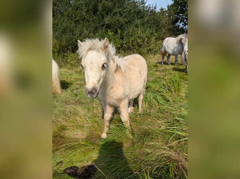 Mini poney Shetland Étalon Poulain (05/2024) 84 cm Palomino in Besdorf