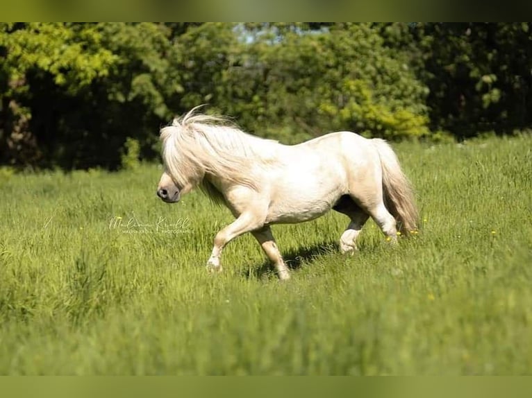 Mini poney Shetland Étalon Poulain (05/2024) 84 cm Palomino in Besdorf