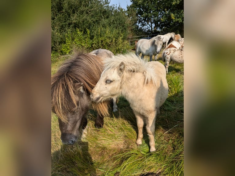 Mini poney Shetland Étalon Poulain (05/2024) 84 cm Palomino in Besdorf