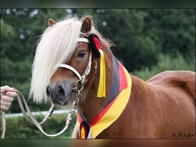 Mini poney Shetland Étalon Poulain (05/2024) 84 cm Palomino in Besdorf