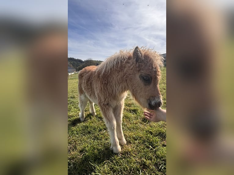 Mini poney Shetland Étalon Poulain (03/2026) 85 cm Alezan in Niederwampach