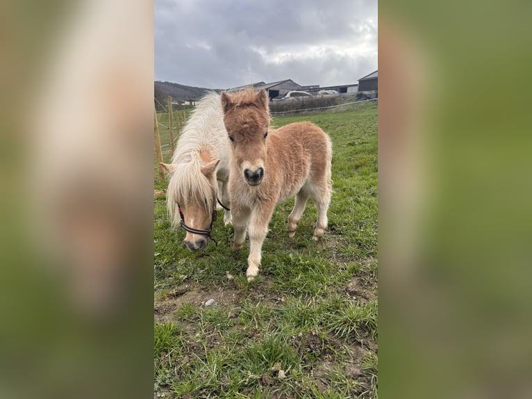 Mini poney Shetland Étalon Poulain (03/2026) 85 cm Alezan in Niederwampach
