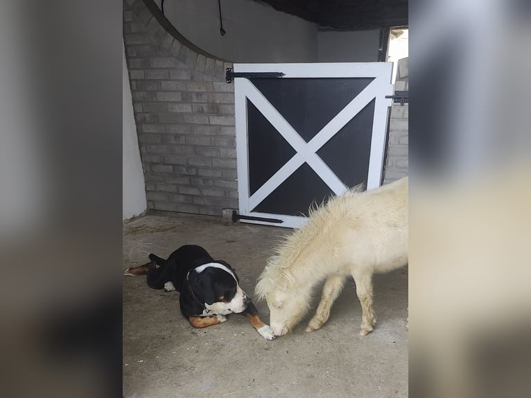 Mini poney Shetland Étalon Poulain (06/2026) 85 cm Perlino in Winkel