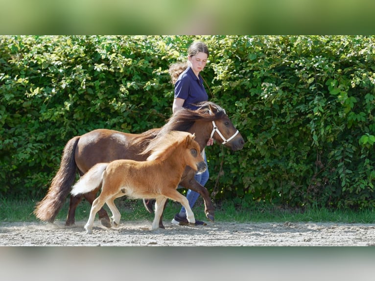 Mini poney Shetland Étalon Poulain (01/2024) Alezan in Mönchengladbach