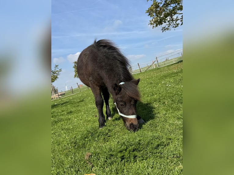 Mini poney Shetland Étalon Poulain (05/2026) Bai brun in Beusichem