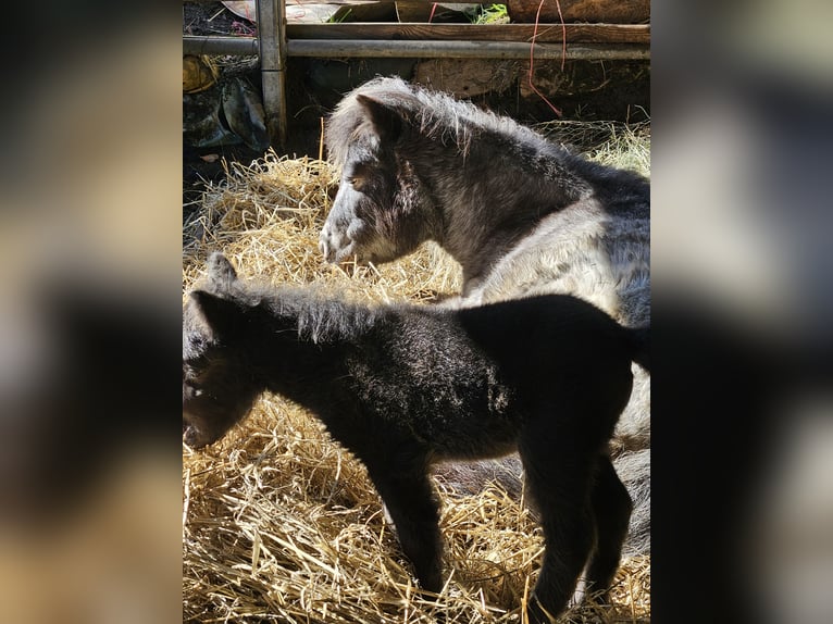 Mini poney Shetland Étalon Poulain (02/2026) Bai brun foncé in Ursberg