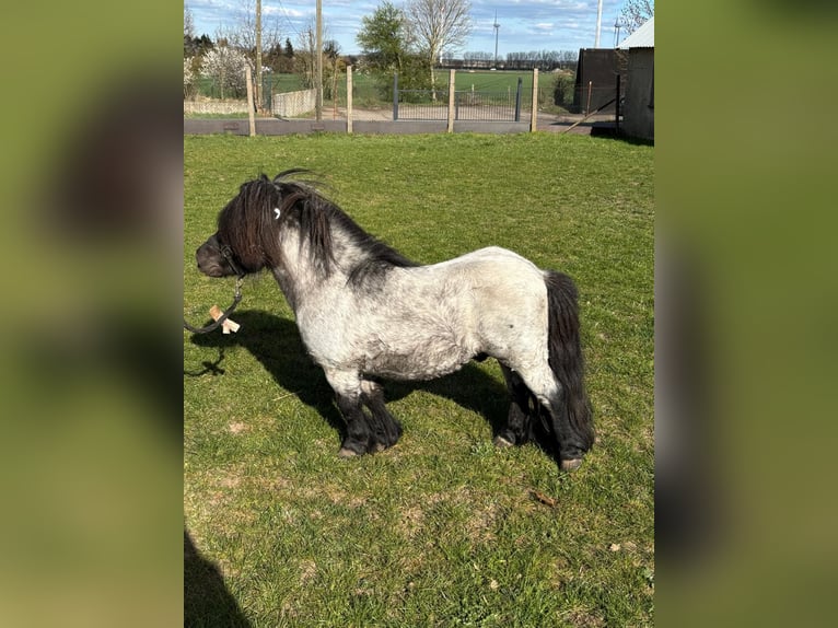 Mini poney Shetland Étalon Rouan Bleu in Klein Ammensleben