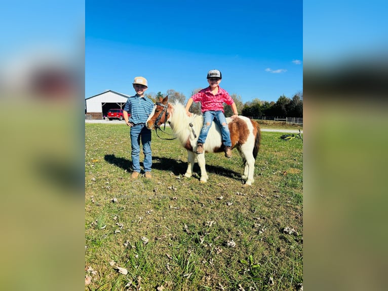 Mini poney Shetland Hongre 10 Ans 132 cm Alezan cuivré in COLUMBIA, KY