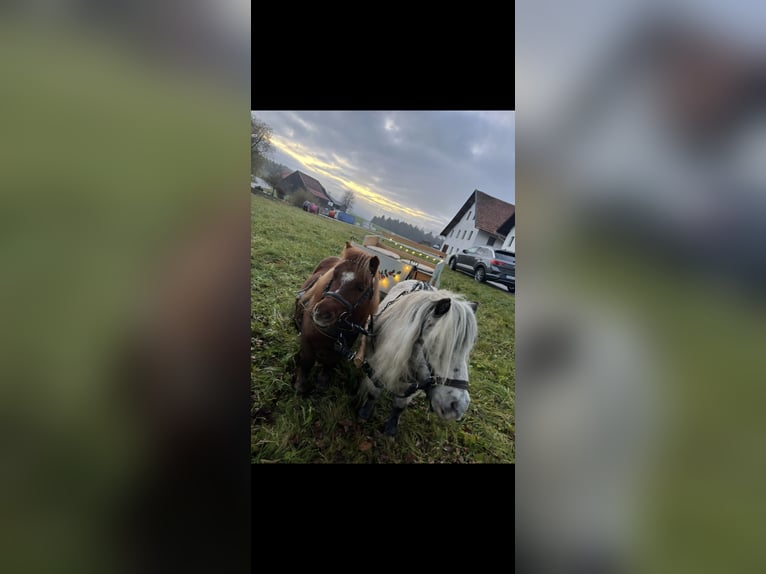 Mini poney Shetland Hongre 10 Ans  in Grafenau