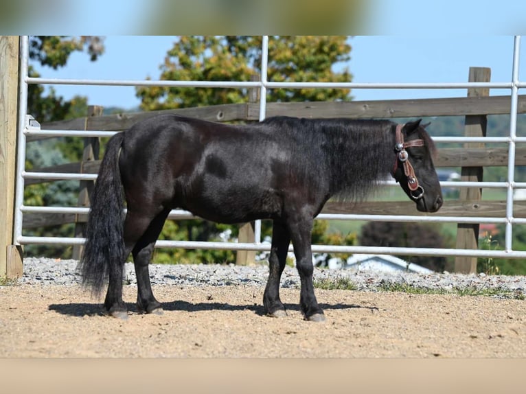 Mini poney Shetland Hongre 11 Ans 94 cm Noir in Millersburg OH