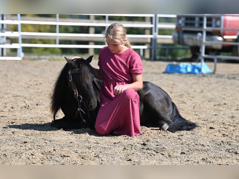 Mini poney Shetland Hongre 11 Ans 94 cm Noir in Millersburg OH