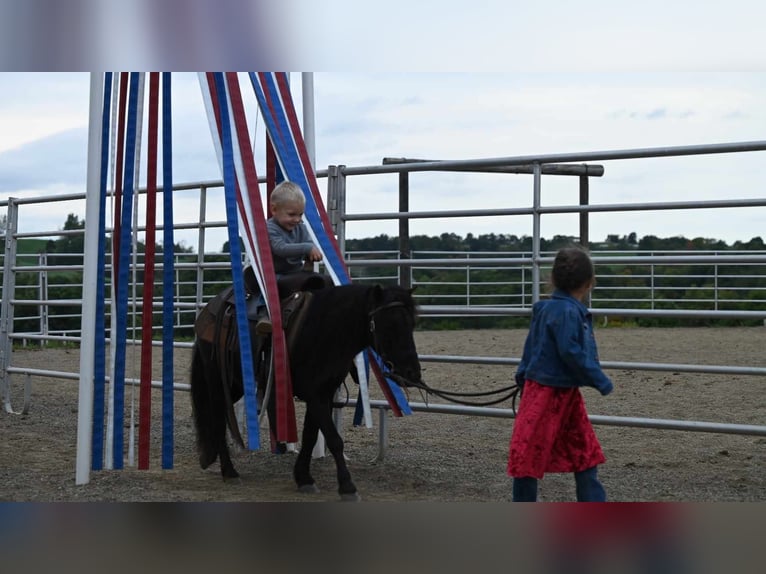 Mini poney Shetland Hongre 11 Ans 94 cm Noir in Millersburg OH