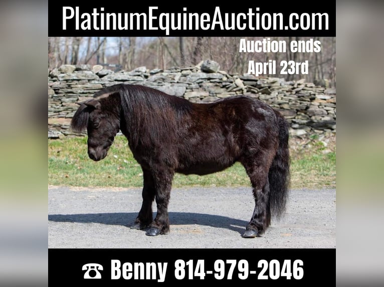 Mini poney Shetland Hongre 12 Ans 99 cm Noir in Everett PA