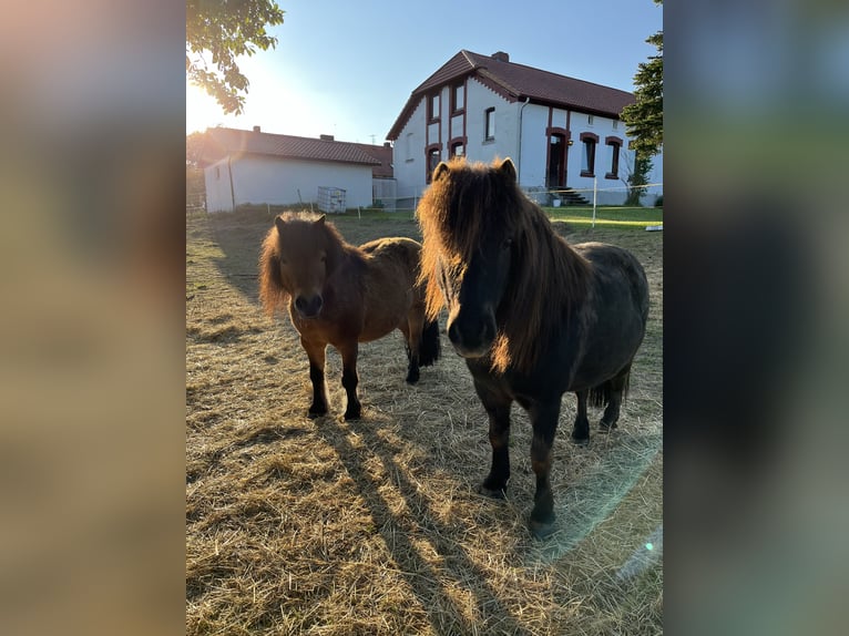Mini poney Shetland Hongre 13 Ans 90 cm Bai in DasselDassel