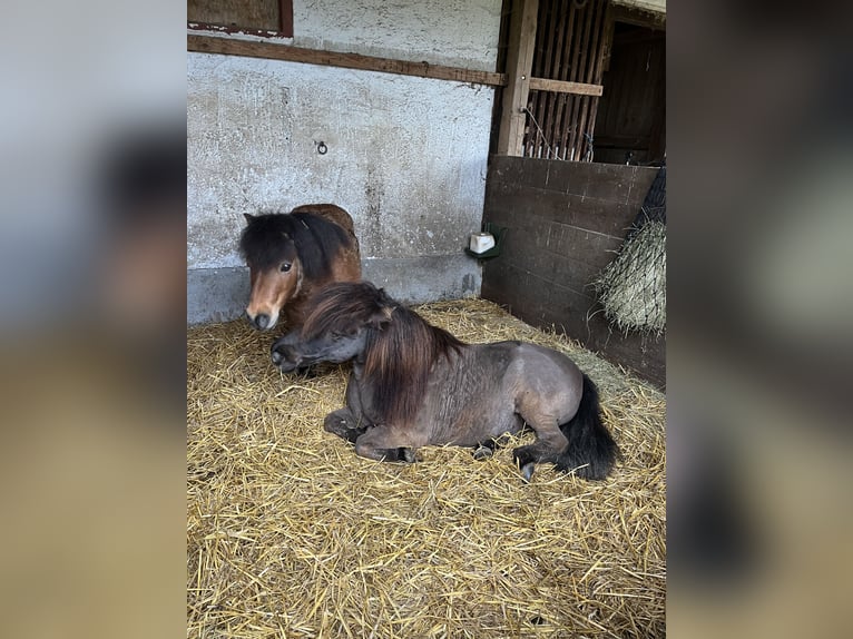 Mini poney Shetland Hongre 13 Ans 90 cm Bai in DasselDassel