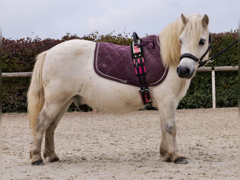 Mini poney Shetland Hongre 13 Ans 95 cm Gris in Neustadt (Wied)