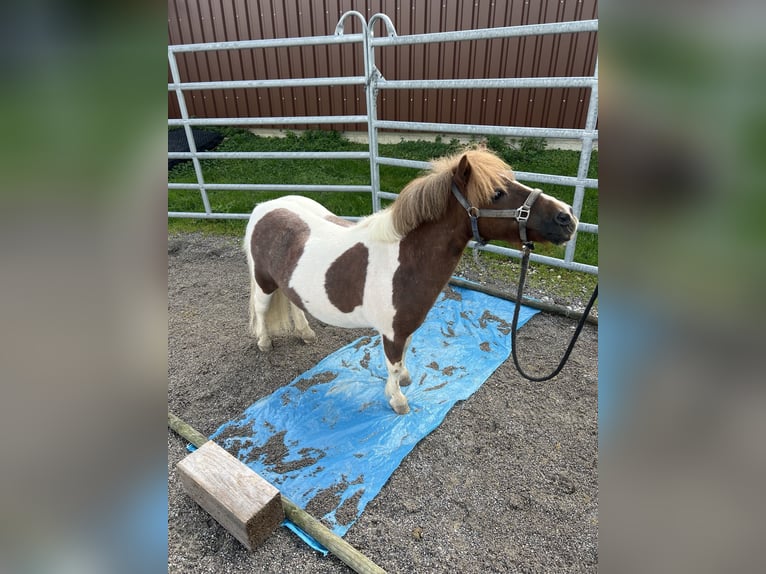 Mini poney Shetland Hongre 14 Ans 77 cm Pinto in Füssen