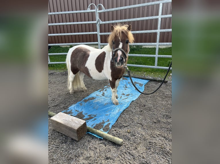 Mini poney Shetland Hongre 14 Ans 77 cm Pinto in Füssen