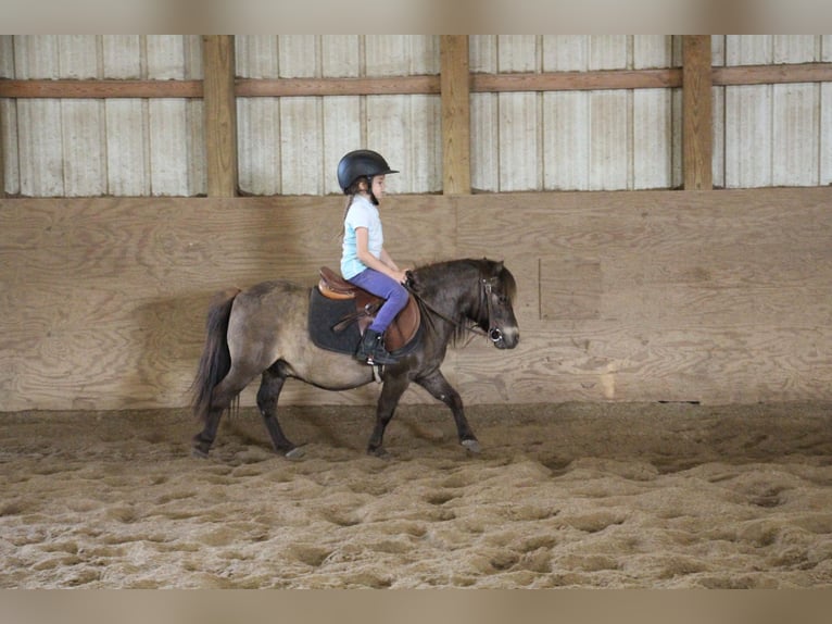 Mini poney Shetland Hongre 14 Ans 86 cm Buckskin in HIghland MI