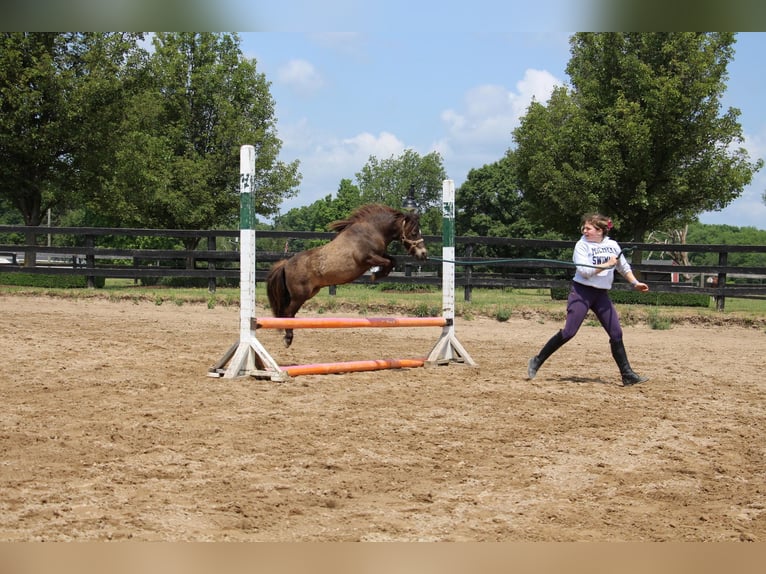 Mini poney Shetland Hongre 14 Ans 86 cm Buckskin in HIghland MI