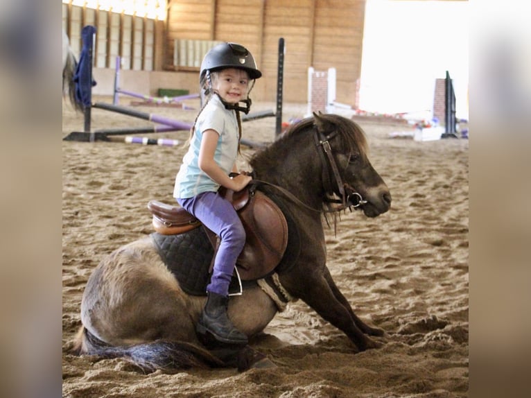 Mini poney Shetland Hongre 14 Ans 86 cm Buckskin in HIghland MI