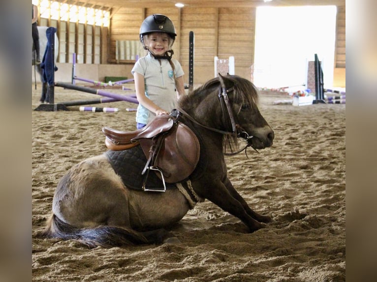 Mini poney Shetland Hongre 14 Ans 86 cm Buckskin in HIghland MI