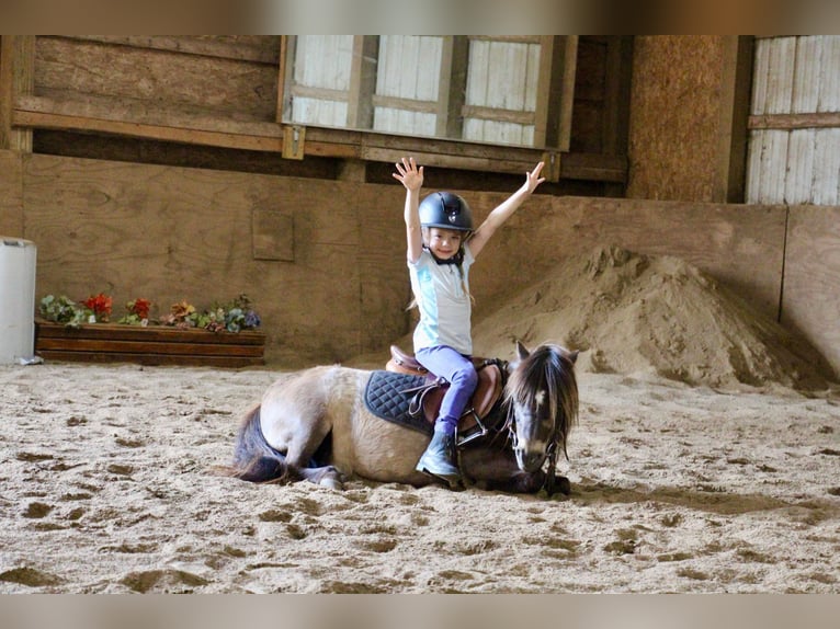 Mini poney Shetland Hongre 14 Ans 86 cm Buckskin in HIghland MI