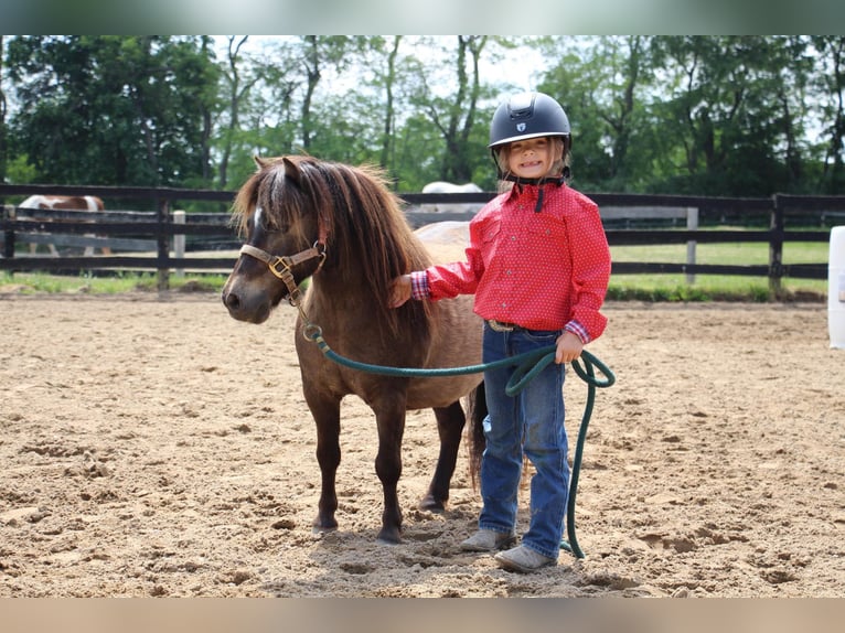 Mini poney Shetland Hongre 14 Ans 86 cm Buckskin in HIghland MI