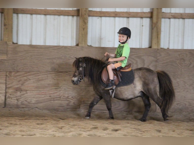 Mini poney Shetland Hongre 14 Ans 86 cm Buckskin in HIghland MI