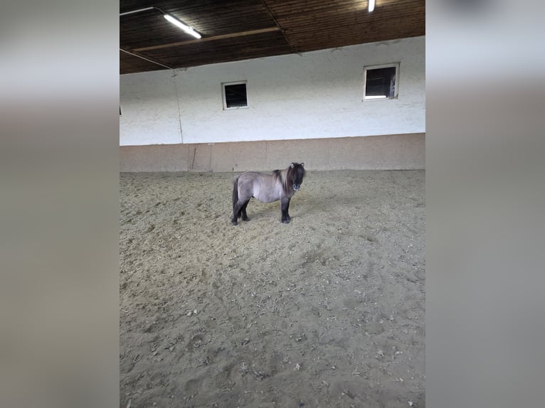 Mini poney Shetland Hongre 14 Ans 95 cm Grullo in Neuhausen ob Eck