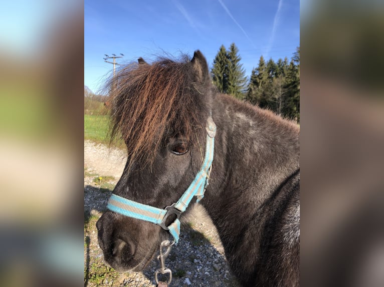 Mini poney Shetland Hongre 16 Ans 80 cm in Rottenbuch